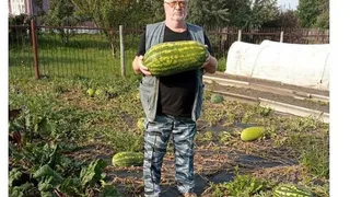 Житель Рязанской области Сергей Воронин вырастил на своей бахче арбуз в 13 кг