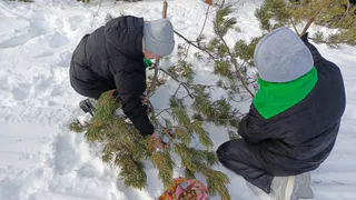 Более 500 кг шишек собрали в Коми для восстановления лесов