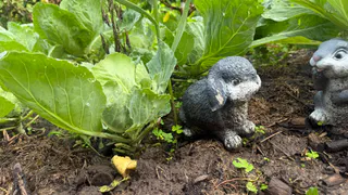 Переворачиваю капустные кочерыжки корнями вверх и до весны спокоен: кормлю почву идеальной органикой - жирнее навоза