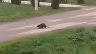 Местный житель: в селе Рыбновского района гуляет бобр