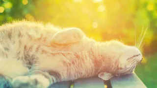 Завтра в Брянскую область придёт +29ºC тепла