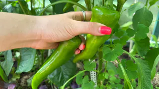 В феврале сеют не всё: 8 культур, которые нужно посадить уже сейчас — иначе урожая не дождётесь