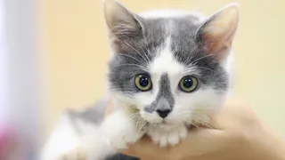 Дай лапку: Мира, Сальма и Лисапет в поисках хозяев