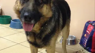 На мужчину, избившего своего пса, завели уголовное дело