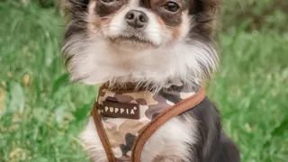 Голосуйте за своих любимцев! Подборка участников конкурса "Пушистый иждивенец"