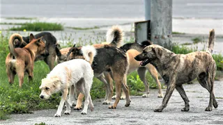 В Татарстане стая собак напала на ребенка
