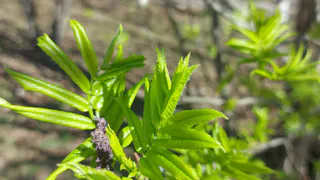 Погода на Южном Урале: солнечные дни сменяются прохладными ночами
