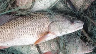 В Спасском районе поймали рыбака-браконьера