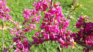 Зелёные территории Нижнекамска обработают от клещей и грызунов