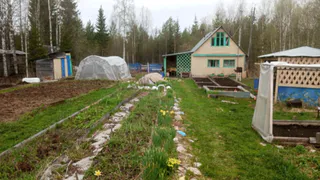 Сорняки падают замертво: 1 стакан на ведро воды — и огород засияет как райский сад