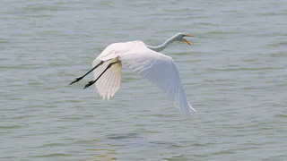 Недалеко от Нижнекамска нашли пристанище редкие виды птиц