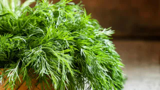 Укроп не перерастет в зонтики: одна хитрость — пышная и ароматная зелень вплоть до самой осени