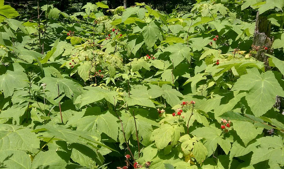 Dот чем подкормить малину во время цветения – с куста собираем по 5 кг ягод