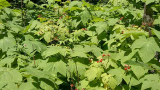 Dот чем подкормить малину во время цветения – с куста собираем по 5 кг ягод