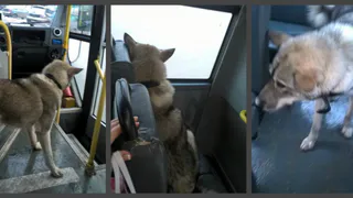 Собака катается на рязанских маршрутках, чтобы отыскать своего хозяина