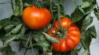 1 капля в воду — и рассада томатов толстеет на глазах, а корни — как у дуба: дешевый жидкий допинг для растений