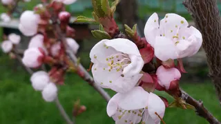 В Рязанской области зацвели абрикосы