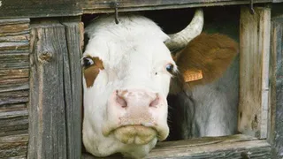 Жительница Коми получила наказание за выгул коровы в селе