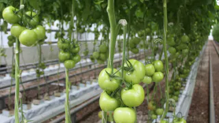 Почему помидоры не краснеют – и как ускорить их созревание: рекомендации агрономов