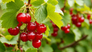 Раскидала возле смородины и ахнула — тля за 1 день исчезла с цветущего куста — помогает лучше ядрёной "химии"