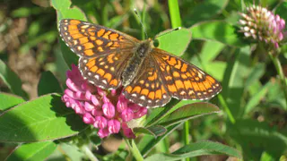В Рязани продолжится озеленение города