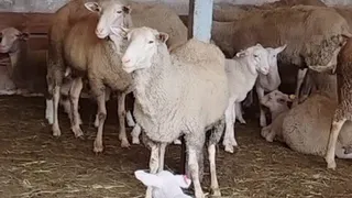 Во Владимирской области определили перспективы развития молочного овцеводства