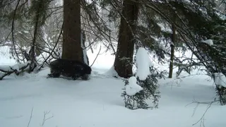Окский заповедник под Рязанью подремонтировал зимнюю жизнь кабанов