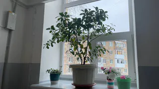 Из окон не дует даже в метель: простой предмет на подоконнике блокирует любой сквозняк и наполняет дом ароматом леса