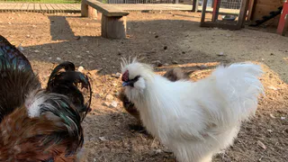 Я перепробовала 7 видов подстилок для кур — вот что подошло на своей практике