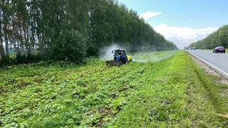 В Собинском районе обработали от борщевика 16 гектаров вдоль дорог