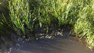 Рязанка бьет тревогу - в реке Старица массово гибнет рыба