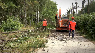 В мэрии отчитались о вырубке более 300 засохших деревьев
