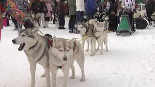 Жителей Владимирской области приглашают на гонку на собачьих упряжках "Семь верст"
