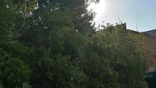 На парковке в Рязани на автомобили рухнуло дерево