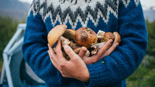 Родственник рыжика — плотный, сладкий и мясистый: грибники его не собирают, а зря! Этот гриб заслуживает места в корзине