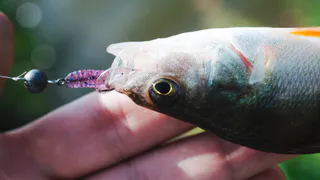 Меленковский рыбак ответит за незаконный лов