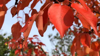 Тепло и облачно: комфортная для осени погода порадует рязанцев в выходные