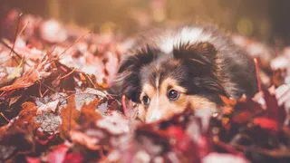 Житель Рязани, убивший собаку ради мяса, отделался штрафом