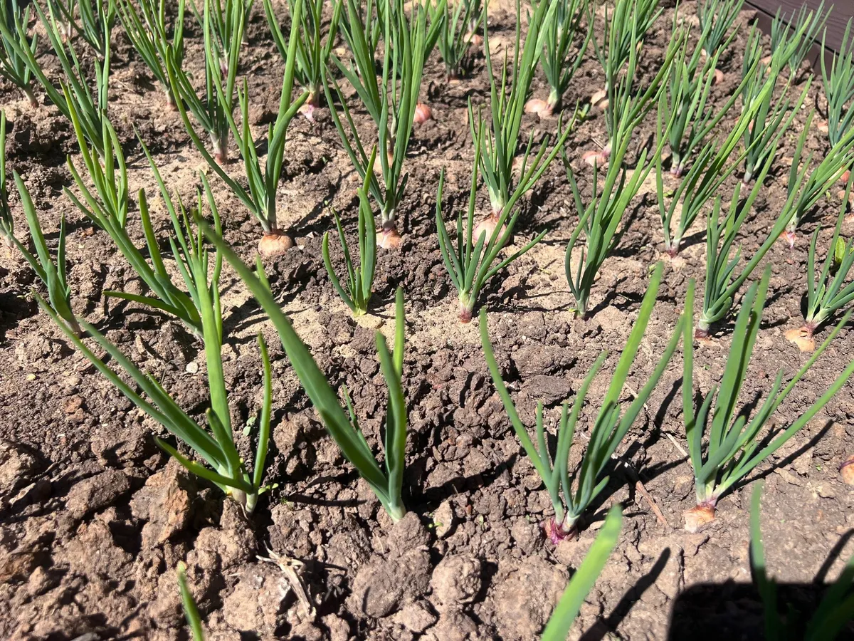 Посыпала на грядку в конце мая — луковой мухи нет все лето: лук весь сезон оставался зеленым, без единого желтого перышка