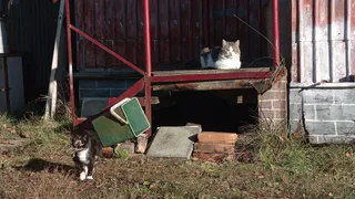 В Магнитогорске выявили очаг бешенства