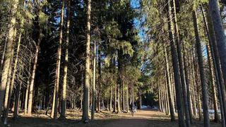 За сбор популярной ягоды россиянам могут грозить крупные штрафы