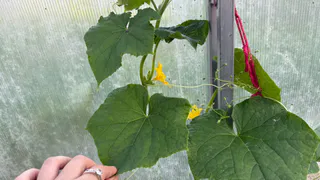 Смешиваю йод с молоком и "кормлю" огурцы в июле: ни единого пожелтевшего листика — плодоносят как бешеные