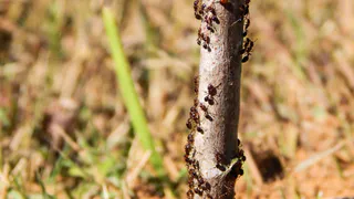 Муравьи исчезнут через сутки после такого угощения: никакой химии и хлопот