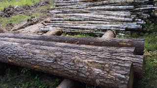 800 кубометров необработанной древесины могли стать источником распространения вредителей
