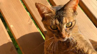 Кто станет самым обаятельным котом? Голосуйте в конкурсе "Горячие пушистики лета"!