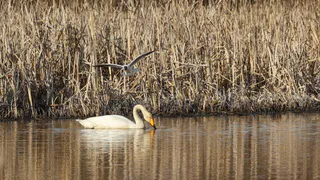 В Суздале запечатлели занесенного в Красную книгу лебедя-кликуна