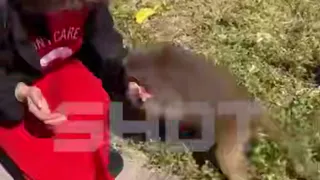 На вьетнамском курорте обезьяна покусала туристку из Казани

