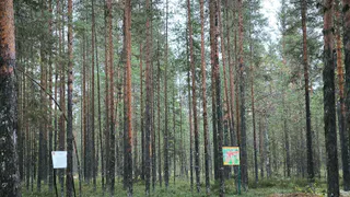 В Коми зафиксированы два новых лесных пожара