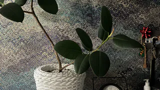 5 мест в квартире, куда нельзя ставить фикус зимой - здесь его ждет беда. Запомните раз и навсегда