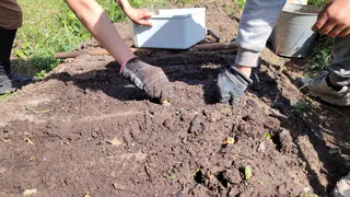 Янтарная кислота для огорода: 7 подробных вариантов применения